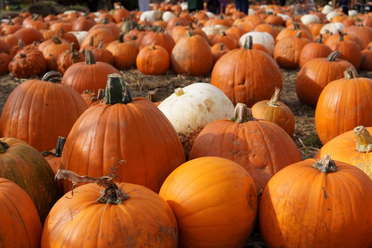 6 of the best pumpkin patches in Los Angeles for a spooky taste of fall Pumpkins bring fall color to Los Angeles.